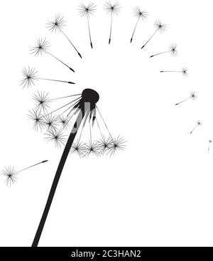 Black dandelion on white background. Vector Illustration. Stock Vector
