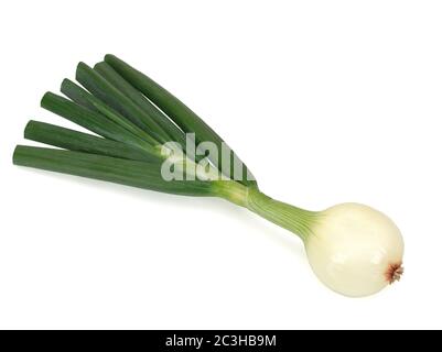 Young napiform onion isolated on a white background Stock Photo