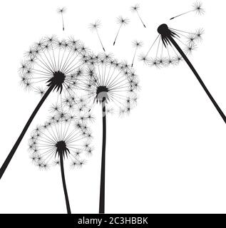 Black dandelion on white background. Vector Illustration. Stock Vector