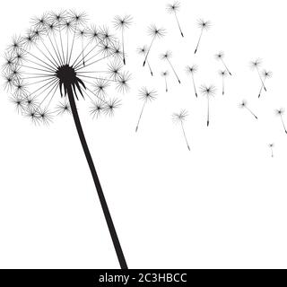 Black dandelion on white background. Vector Illustration. Stock Vector