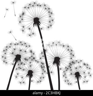 Black dandelion on white background. Vector Illustration. Stock Vector