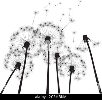 Black dandelion on white background. Vector Illustration. Stock Vector