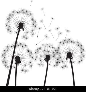 Black dandelion on white background. Vector Illustration. Stock Vector