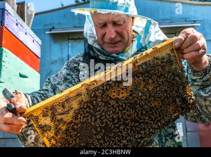 Beekeeper's work, the beekeeper examines, checks and corrects the frames with honeycombs Stock Photo