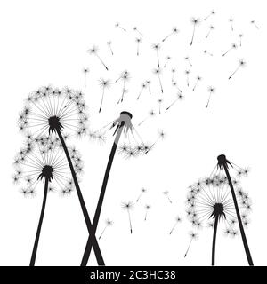 Dandelion composition. Vector Illustration. EPS file. Stock Vector