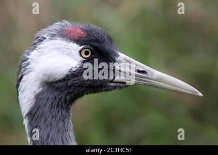 Common Crane a.k.a. Eurasian Crane (Grus grus) Stock Photo