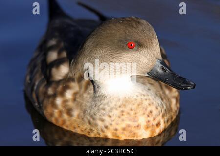 Patagonian Crested Duck (Lophonetta specularioides specularioides) Stock Photo