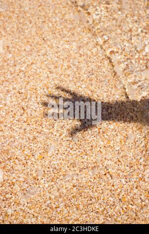 Sea water wave shadow from mans's hand on sand background texture sunny closeup Stock Photo