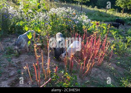 Small domestic vietnamese baby mini pig running on green grass on garden around house, sunny summer day Stock Photo