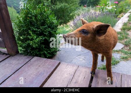 Small domestic vietnamese baby mini pig running on green grass on garden around house, sunny summer day Stock Photo