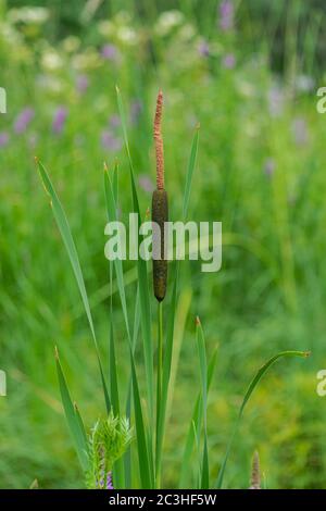 bulrush, typha plant with green vegetation background Stock Photo