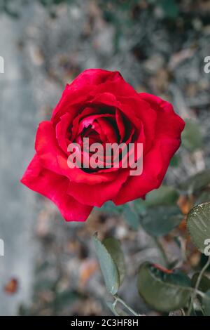 A breathtaking macro of a red rose flower Stock Photo - Alamy