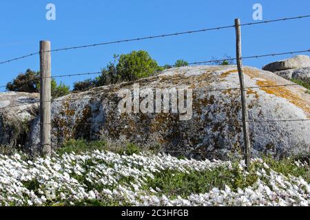 Cape Daisy Flowers And Fence (Dimorphotheca pluvialis) Stock Photo