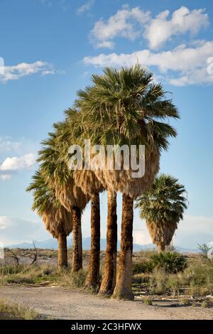 A neat row of palm trees in the Nevada desert, USA Stock Photo