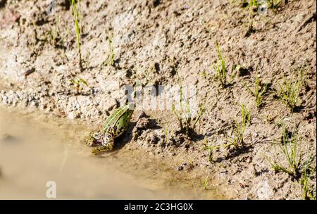 green frog basking in the sun sitting on the shore of a pond on sunny summer day Stock Photo