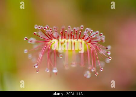 Small plant, sundew, drosera, red and yellow with water droplets. Stock Photo