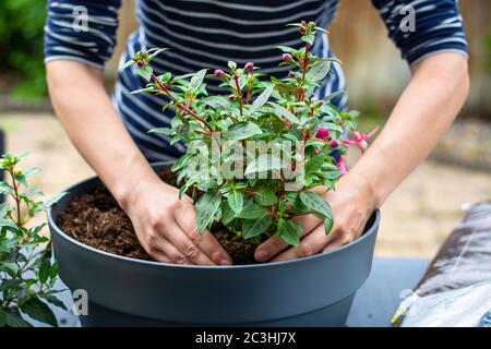 Woman working outside in a garden planting young flower plants in a planter. Woman's hands plant out flowering plant. Replanting / putting plants Stock Photo