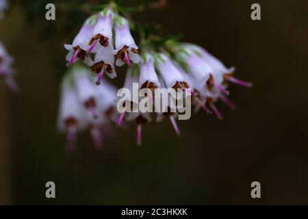 Detail of erica arborea white flowers blooming Stock Photo