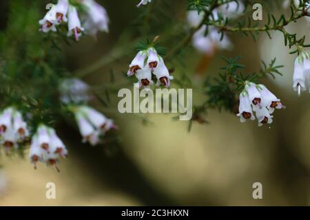 Detail of erica arborea or tree heath white flowers blooming Stock Photo