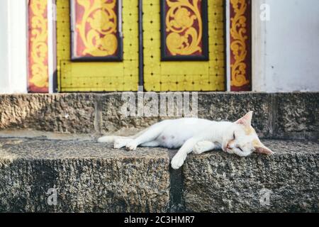 Cute cat sleeping on stairs in front of colorful old door in Sri Lanka. Stock Photo