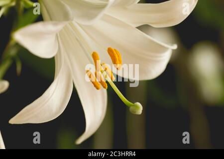 Madonna lily white flowers Stock Photo