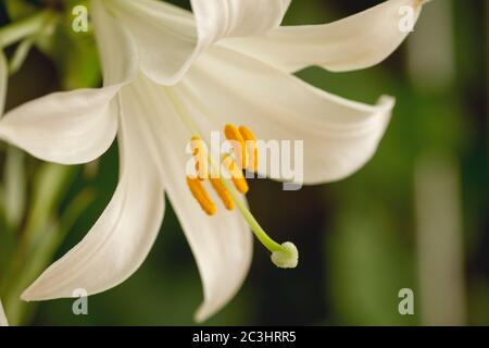 Madonna lily white flowers Stock Photo