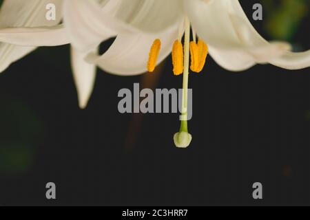 Madonna lily white flowers Stock Photo