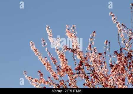 ‘Prunus cerasifera nigra’ or black cherry plum blooming flowers Stock Photo