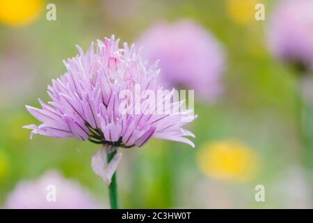 Detail of chives flowers blooming in the springtime garden Stock Photo