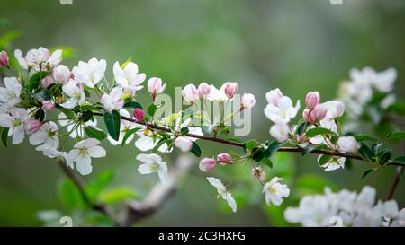 Nature in spring. Densely flowering tree branch on blurred background Stock Photo