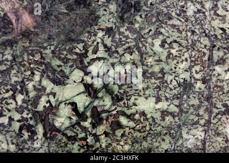 texture of green syenite stone or egyptian granite closeup. background Stock Photo