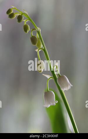 Sprig of lily of the valley with two small white bells. Stock Photo