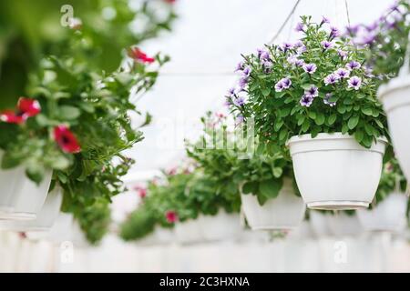 Flower greenhouse in daylight. Pink and purple petunias and campanulas in white pots Stock Photo