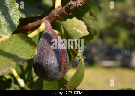 Sweet, succulent figs, Ficus carica, on the tree in summer, turned from green to purple ready to harvest Stock Photo