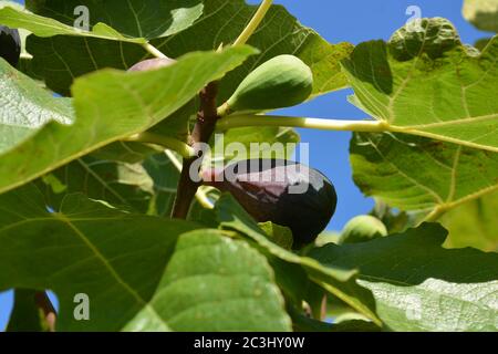 Fresh figs on the tree, one green one purple. Ready for harvest Stock Photo