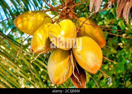 Coco De Mer (Lodoicea maldivica), Praslin, Seychelles Stock Photo