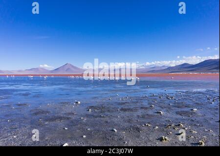 Flamingos on the red lake, Laguna Colorada, Altiplano, Bolivia, South America Stock Photo