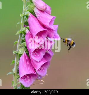 Münsterland, Germany. 20th June, 2020. A bumblebee (bombus) visits a vibrant purple flowering foxglove (Digitalis purpurea) in the warm summer sunshine. Credit: Imageplotter/Alamy Live News Stock Photo