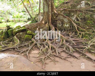 The tree has long and wide roots that stick to the rock in the tropical rainforest of Bali, Indonesia. Stock Photo