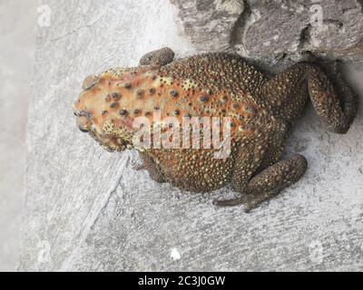 Toad is a common name for certain frogs, especially of the family Bufonidae. Texture of toad body. Stock Photo