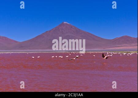 Flamingos on the red lake, Laguna Colorada, Altiplano, Bolivia, South America Stock Photo