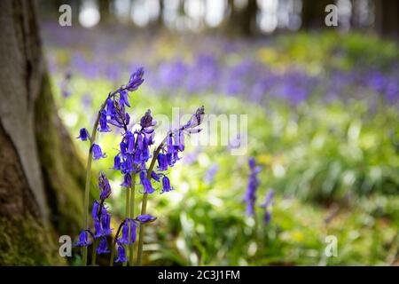 Closeup of bluebells in the woods. Micheldever, Hampshire, UK Stock Photo