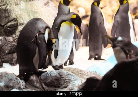 Black and White Colored Penguin in a Cold Place Stock Photo