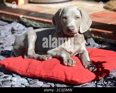 Cute Weimaraner puppy laying on red cushion Stock Photo