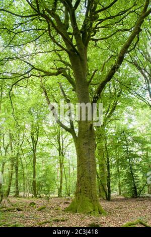 Deciduous woodland landscape in spring Stock Photo