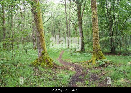 Deciduous woodland landscape in spring Stock Photo