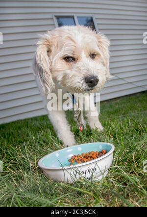 A fluffy white dog snarls over a bowl of dry dog food outdoors Stock Photo