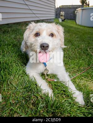 A small fluffy white mixed breed dog outdoors Stock Photo - Alamy