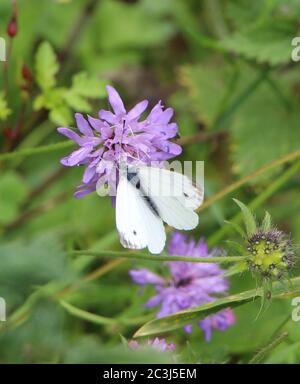 Green Veined Butterfly on Lavender Stock Photo Alamy