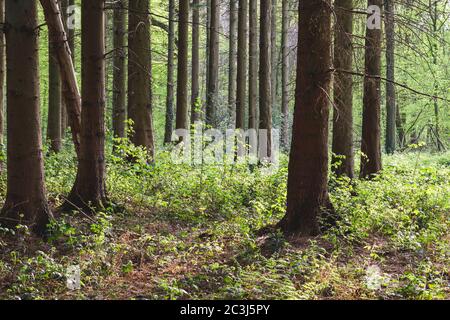 Deciduous woodland landscape in spring Stock Photo